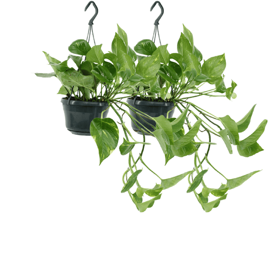 Pflanzen Set – 2 Pflanzen – Efeutute – Epipremnum 'Aureum' (Scindapsus) – ↑25 cm – Ø15 cm
