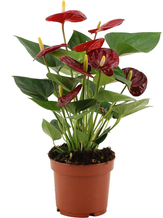 Anthurium Calon In Transparant Sleeve - Ø12cm - ↕36cm - Plantabulous