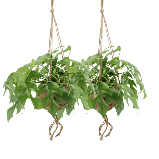 Pflanzen Set – 2 Pflanzen – Lochpflanze – Monstera 'Minima Hang' (Kokodama) – ↑25 cm – Ø15 cm
