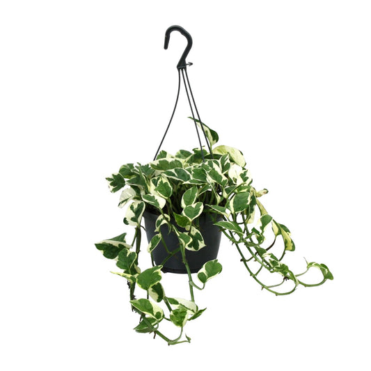 Scindapsus (Epipremnum) N’Joy - Ø15cm - ↕35cm - Plantabulous