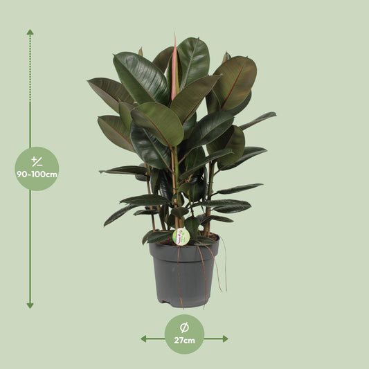 Gummibaum – Ficus Robusta – ↑90 cm – Ø27 cm