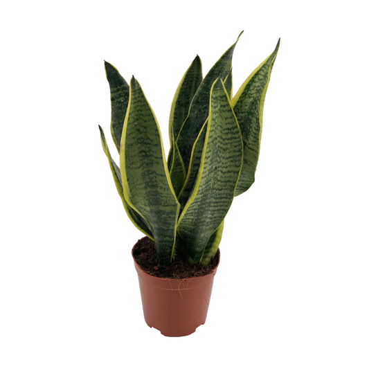 Bogenhanf – Sansevieria Superba – ↑40 cm – Ø12 cm