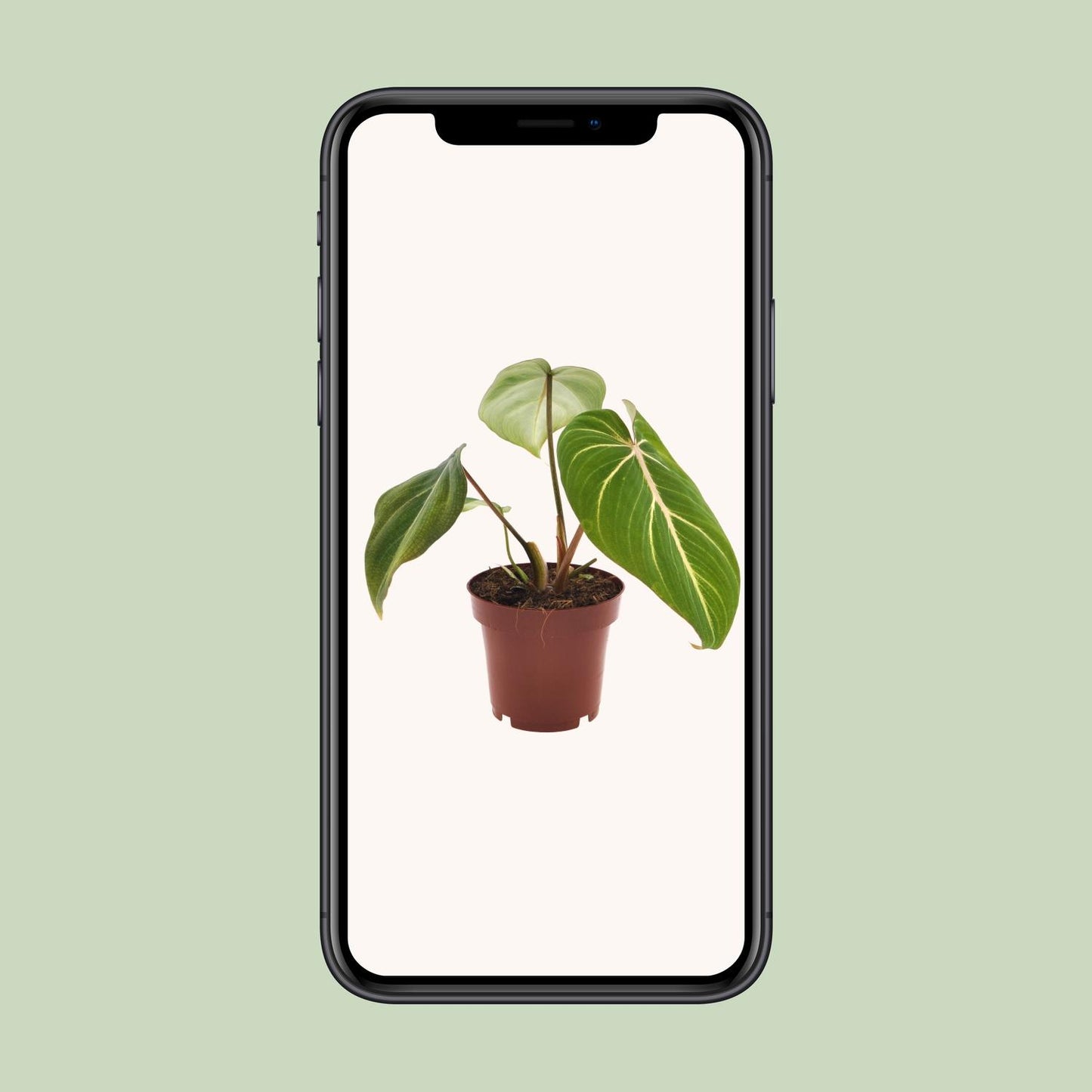 Philodendron – Philodendron 'Selloum Atom' – ↑25 cm – Ø12 cm