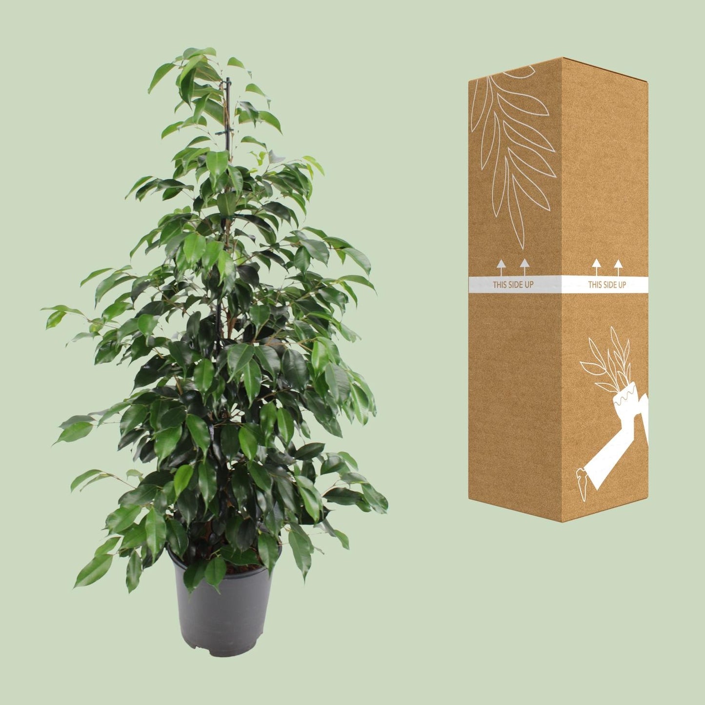Feigenbaum – Ficus Benjamina 'Danielle' – 95 cm – Ø21 cm - Plantabulous
