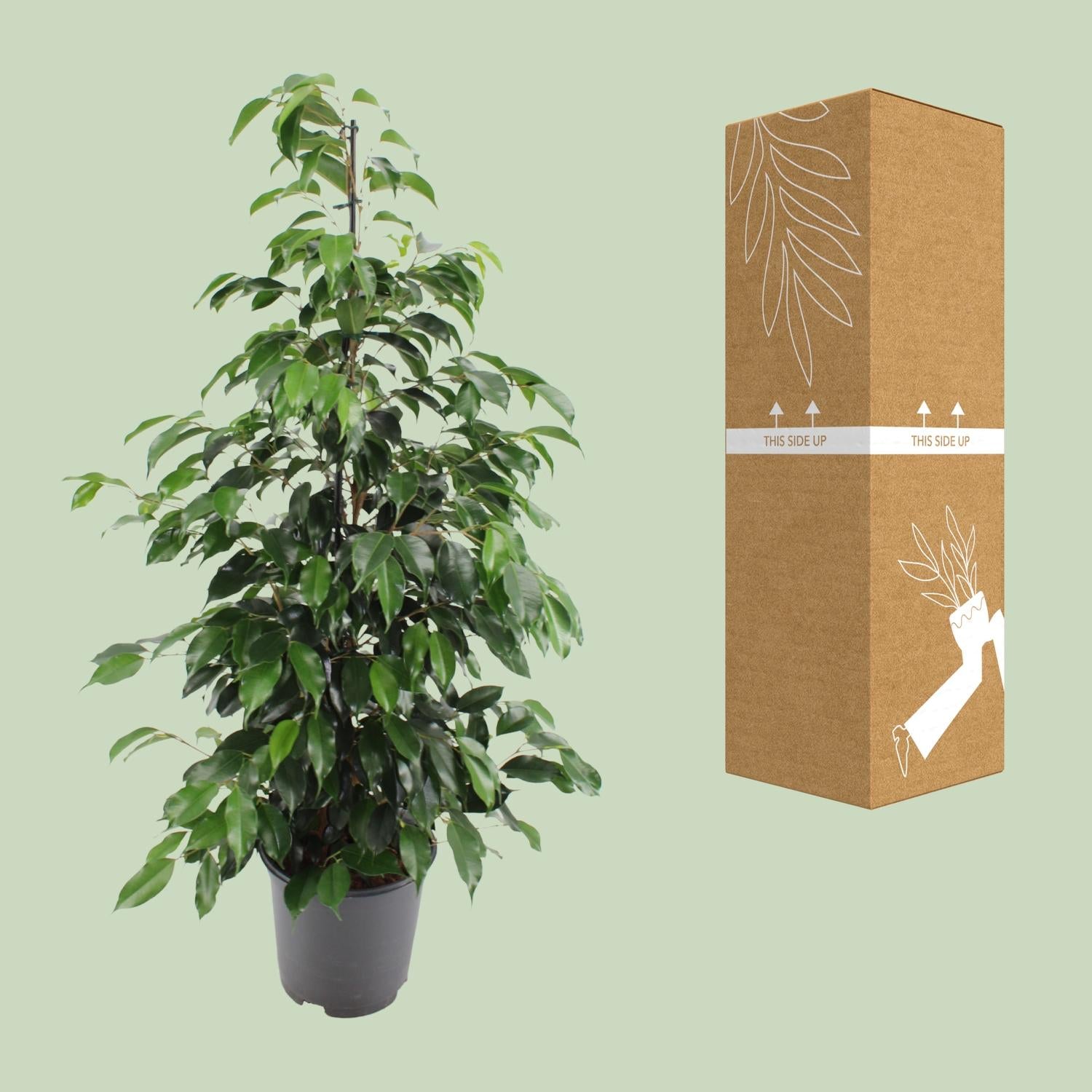 Feigenbaum – Ficus Benjamina 'Danielle' – 95 cm – Ø21 cm - Plantabulous