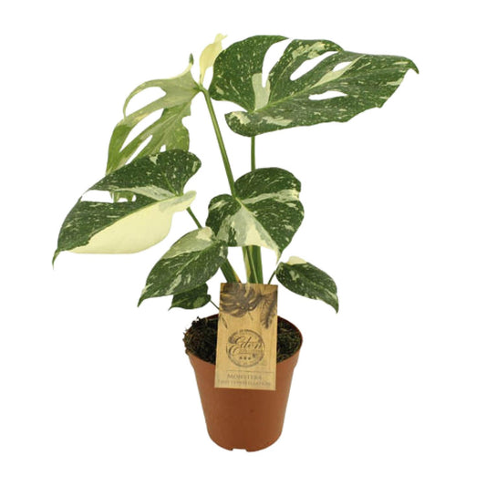 Monstera Thai Constellation - Ø15cm - ↕50cm - Plantabulous