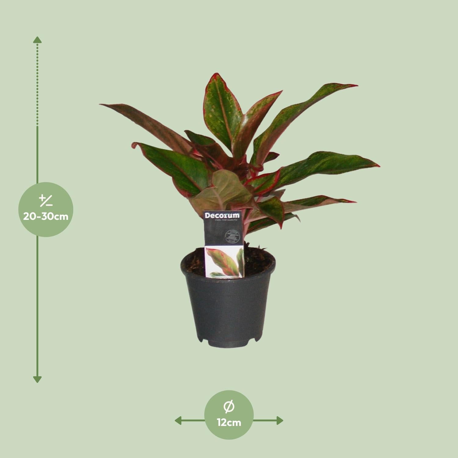 Chinesisches Immergrün – Aglaonema 'Crete' – 50 cm – Ø12 cm - Plantabulous