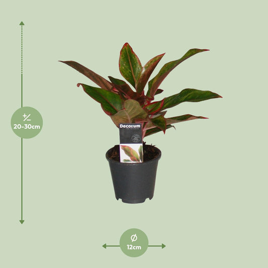 Chinesisches Immergrün – Aglaonema 'Crete' – 50 cm – Ø12 cm - Plantabulous