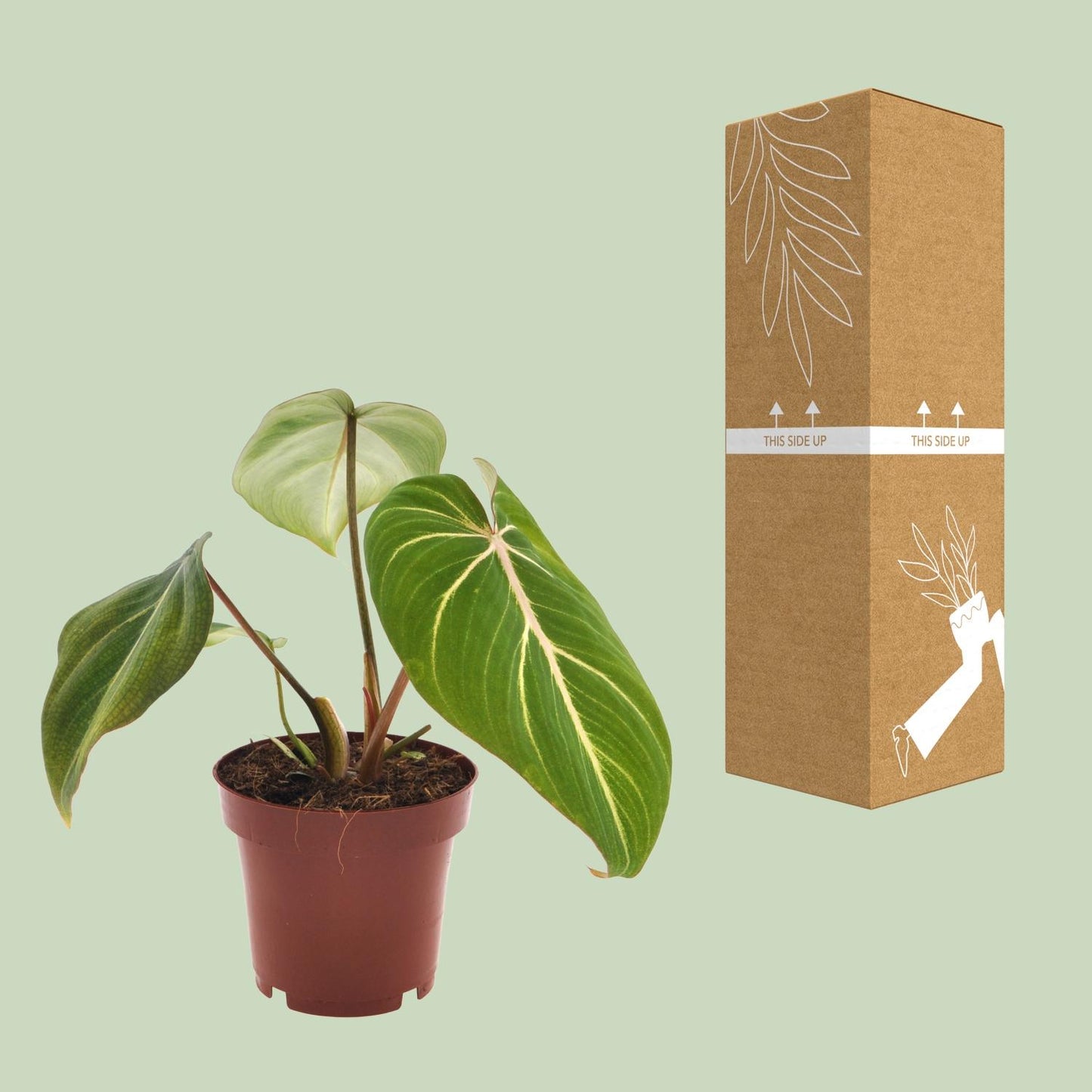 Philodendron – Philodendron 'Selloum Atom' – ↑25 cm – Ø12 cm