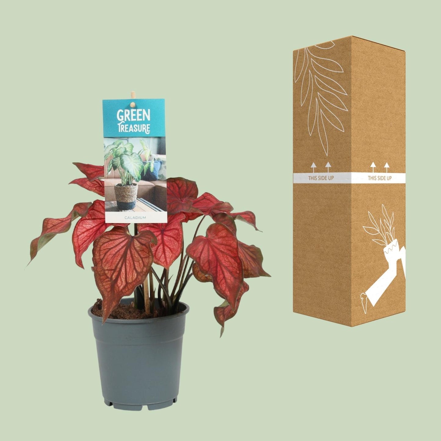 Caladium Rood - Ø12cm - ↑25cm