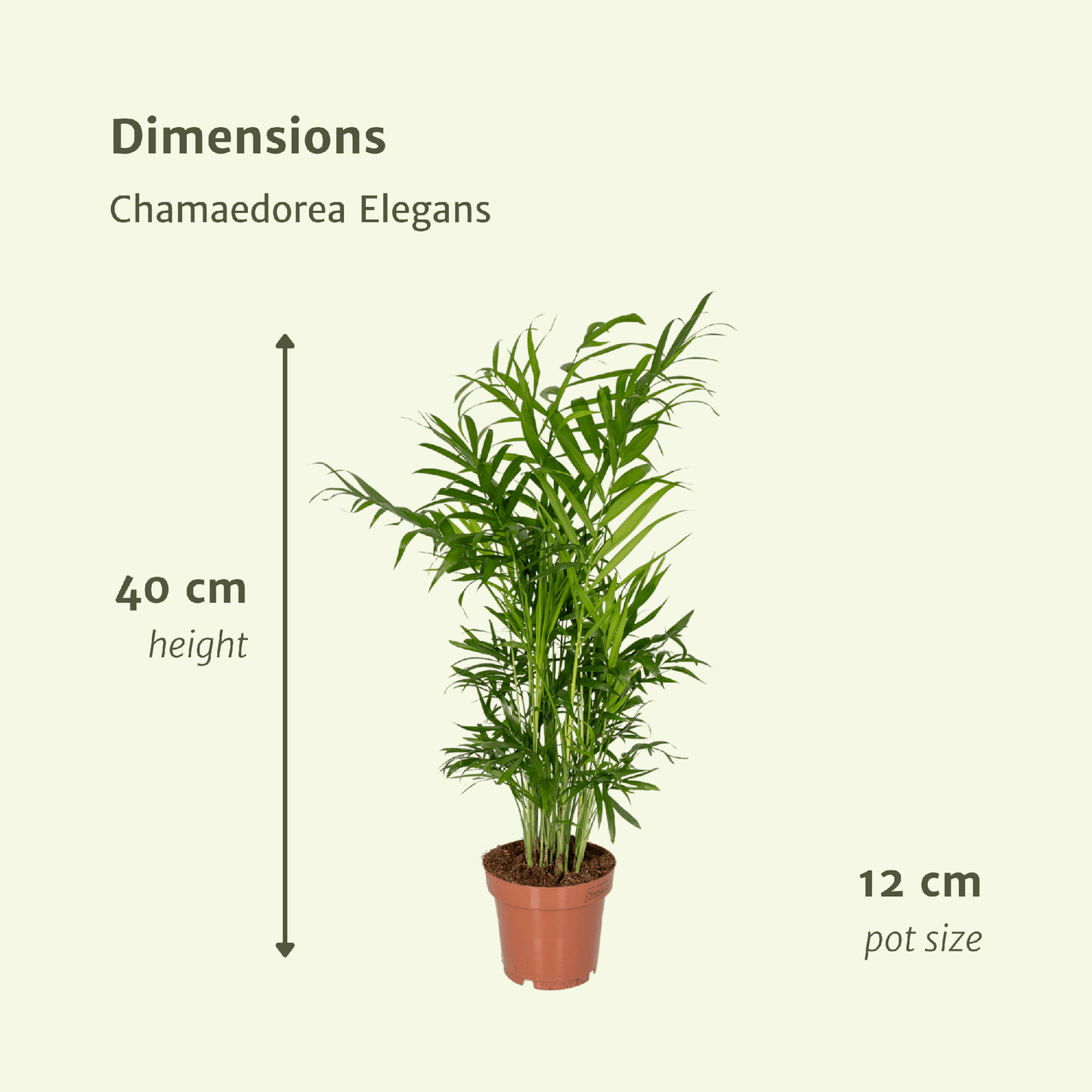 Pflanzen Set - 2 Pflanzen - Palmlilie - Chamaedorea Elegans - ↑40cm - Ø12 cm