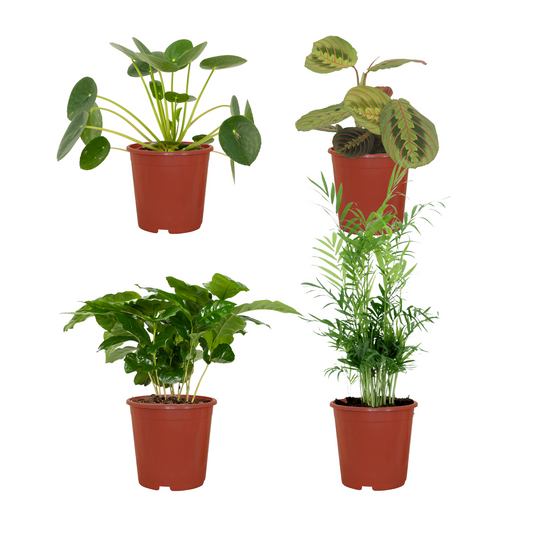 Tierfreundliche Pflanzenbox – 4 Pflanzen – 20–40 cm – Ø12 cm - Plantabulous
