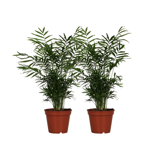 Chamaedorea Elegans - 2 Stücke - Ø17cm - ↕55cm - Plantabulous