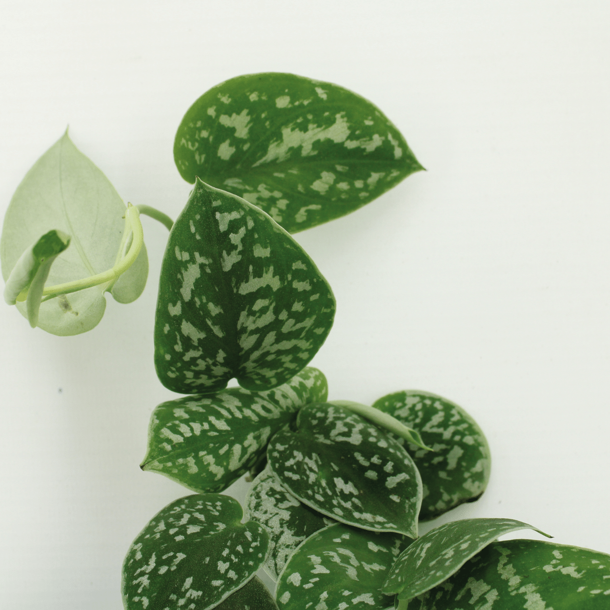 Pflanzen Set – 2 Pflanzen – Efeutute – Scindapsus Pictus (Epipremnum) – ↑20 cm – Ø15 cm