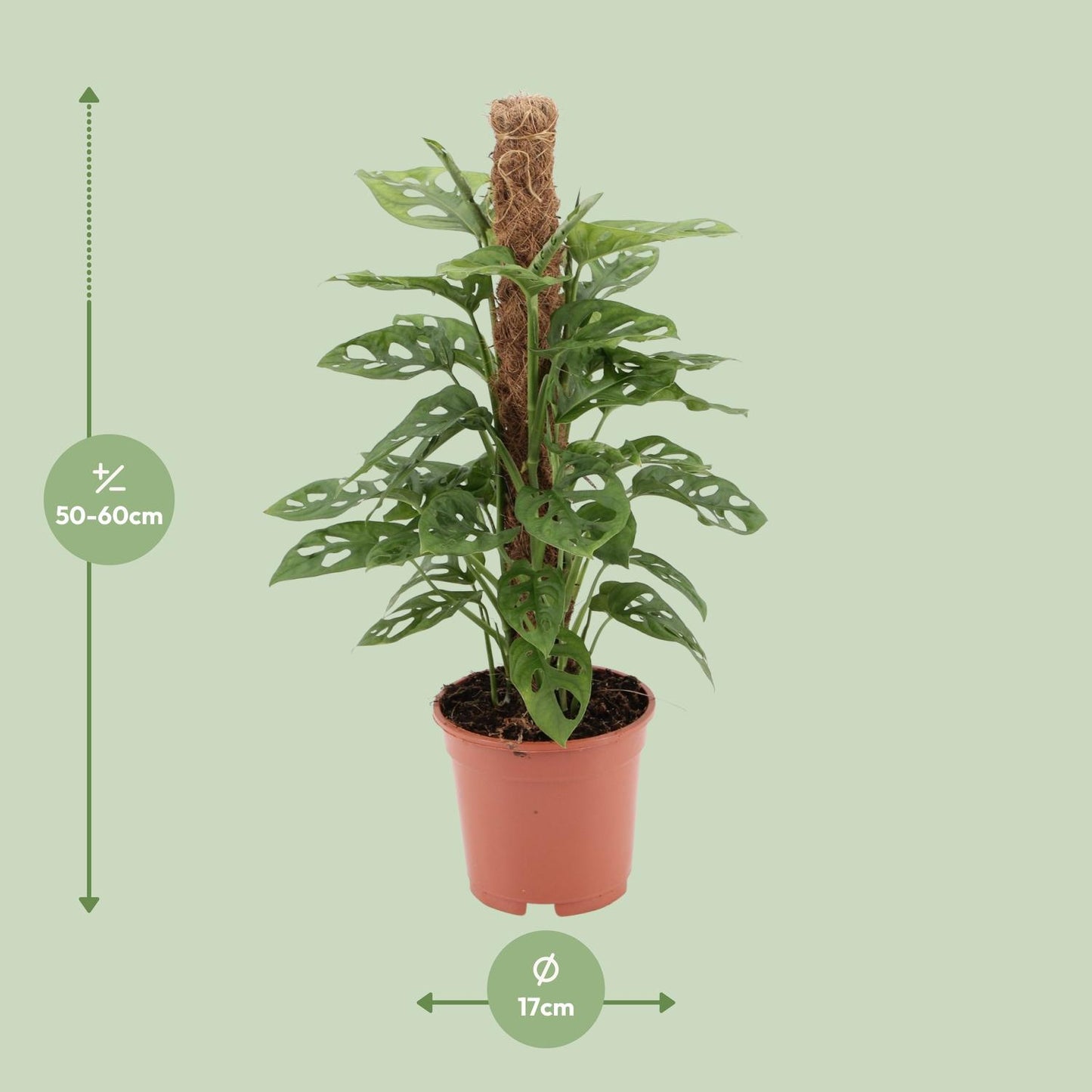 Monstera monkey - Ø17cm - ↕60cm - Plantabulous