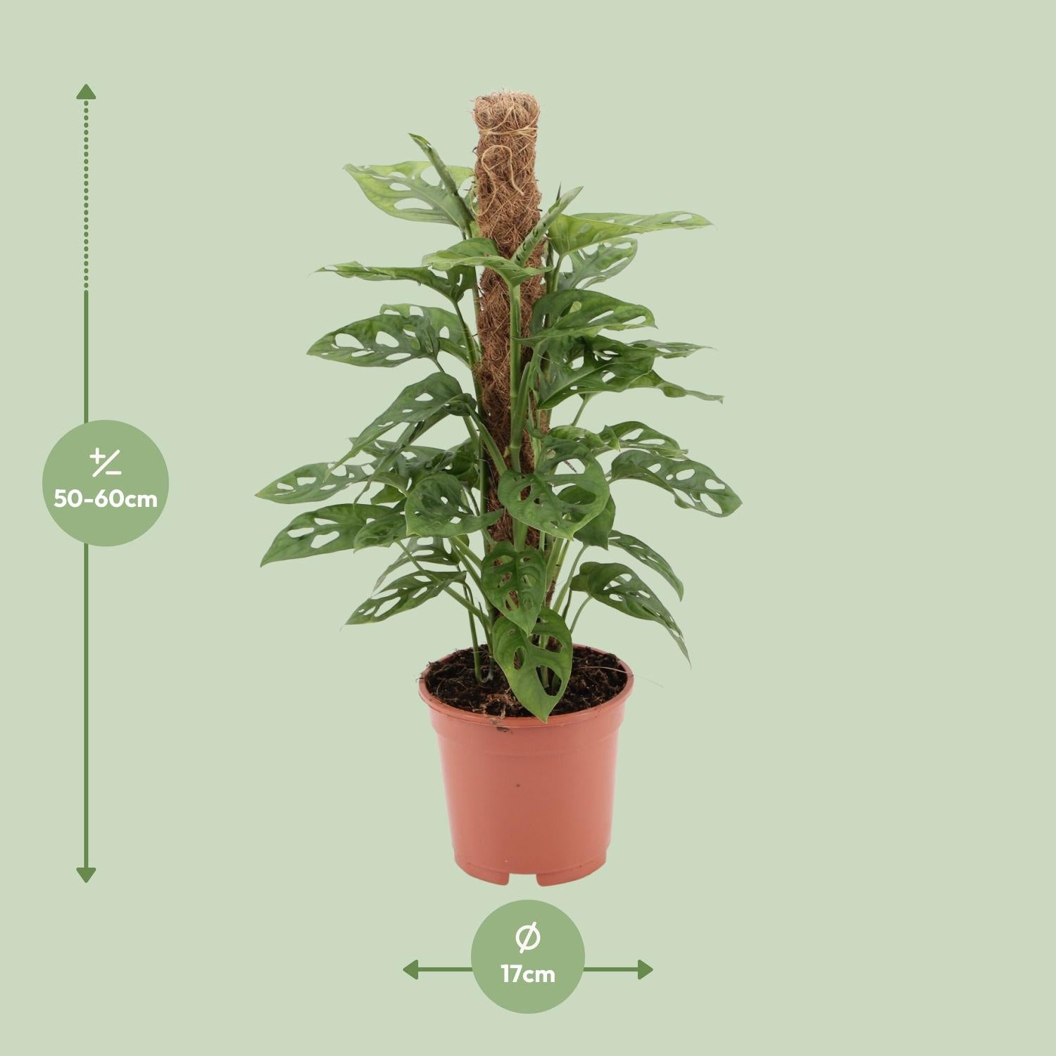 Monstera monkey - Ø17cm - ↕60cm - Plantabulous