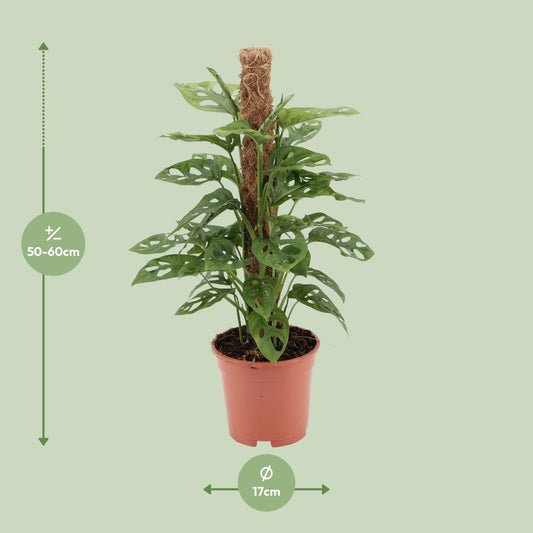 Monstera monkey - Ø17cm - ↕60cm - Plantabulous
