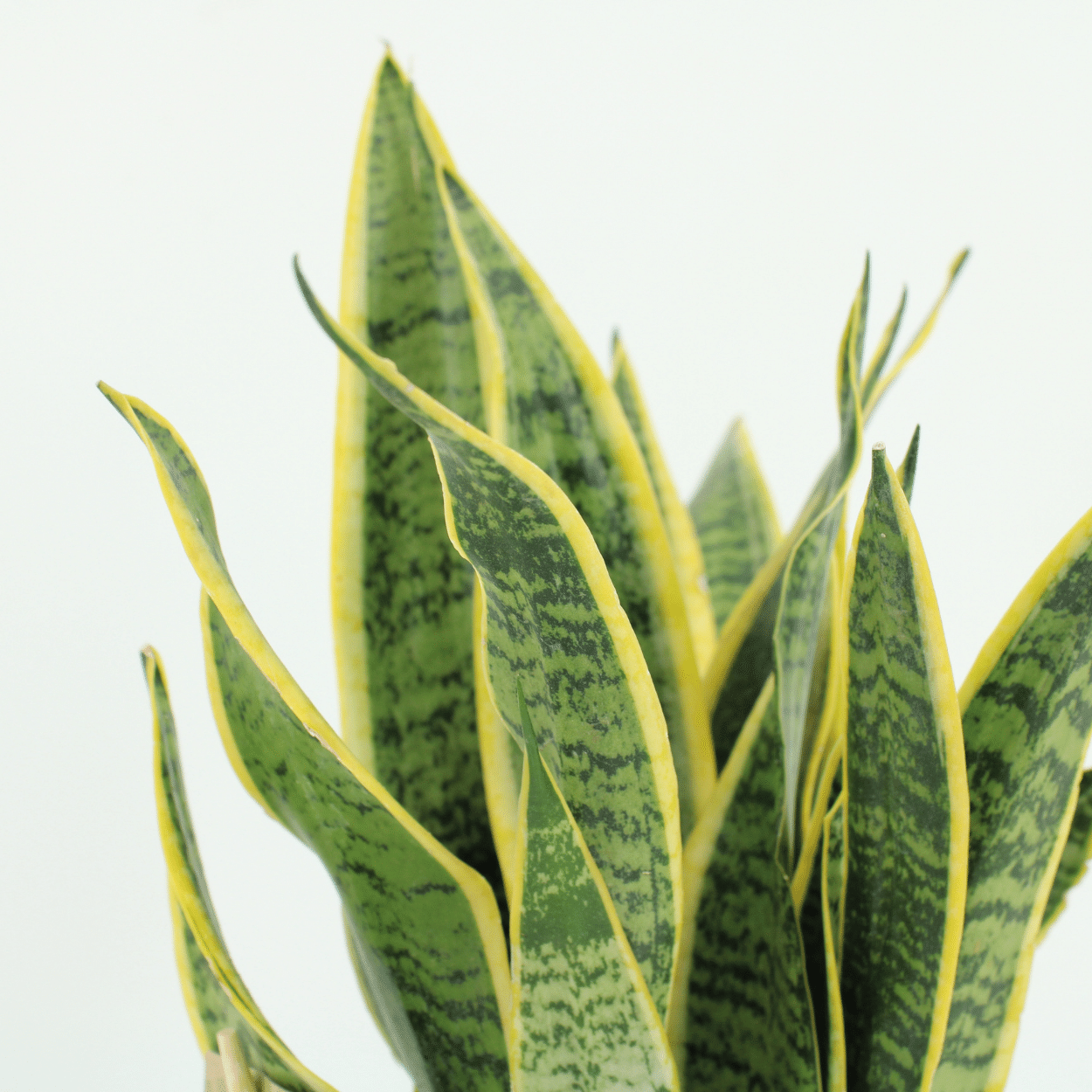 Pflanzen Set – 2 Pflanzen – Bogenhanf– Sansevieria 'Laurentii' – ↑40 cm – Ø14 cm