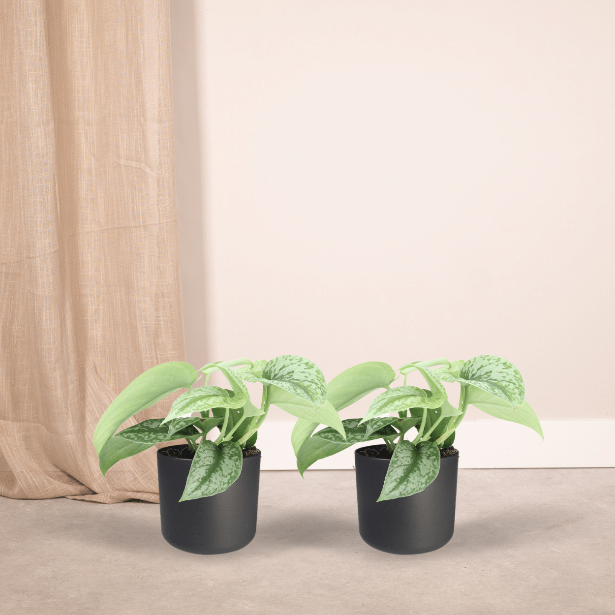 Pflanzen Set – 2 Pflanzen – Efeutute – Scindapsus Pictus 'Trebie' (Epipremnum) – ↑15 cm – Ø12 cm