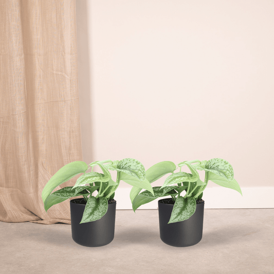 Pflanzen Set – 2 Pflanzen – Efeutute – Scindapsus Pictus 'Trebie' (Epipremnum) – ↑15 cm – Ø12 cm