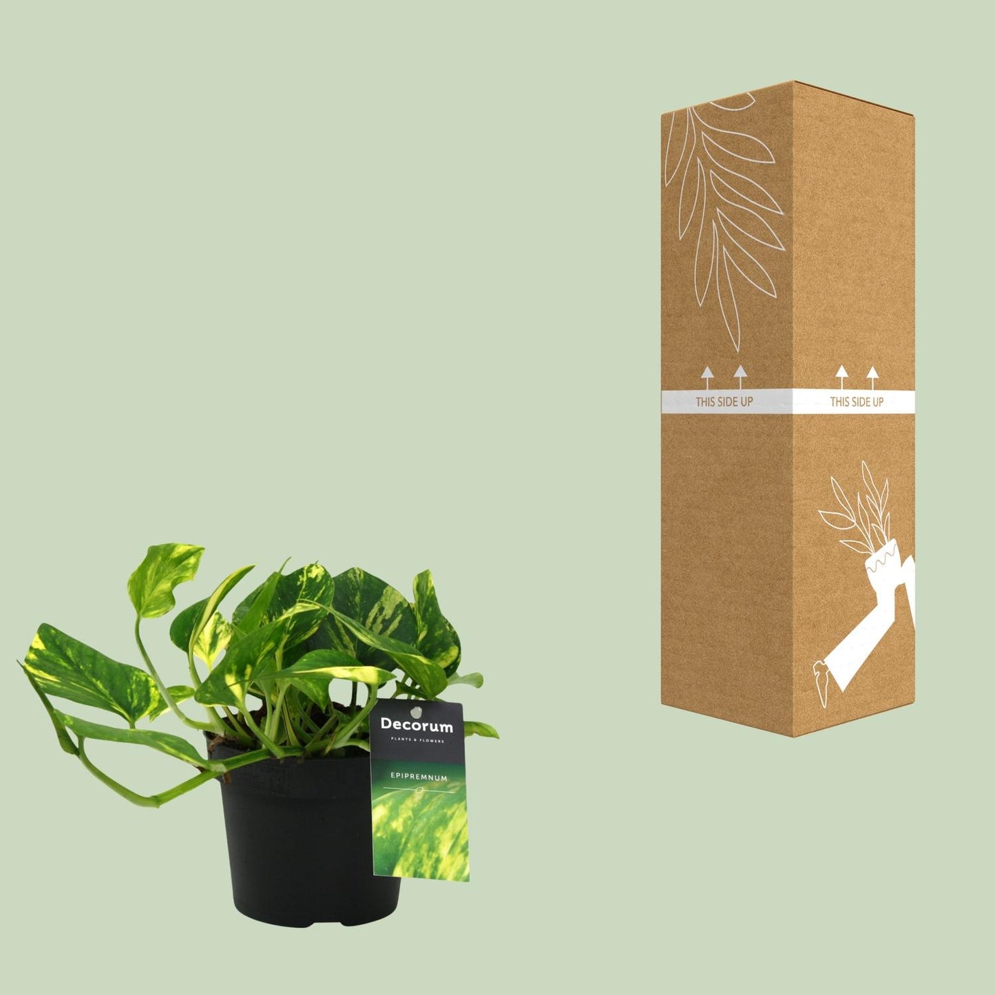 Efeutute – Scindapsus 'N'Joy Gold' (Epipremnum) – ↑25 cm – Ø12 cm