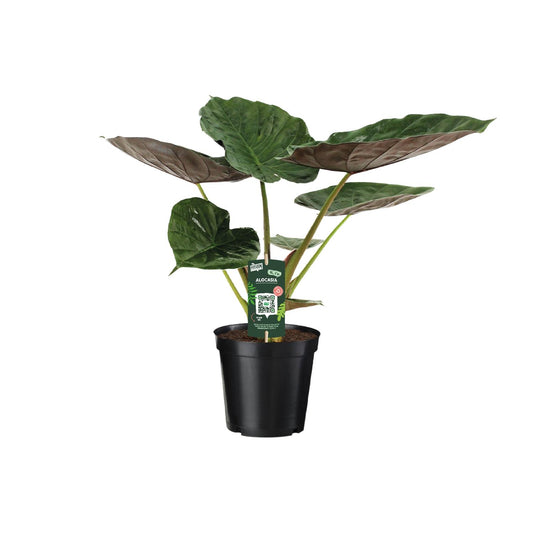 Pfeilblatt – Alocasia wentii – 70 cm – Ø19 cm - Plantabulous