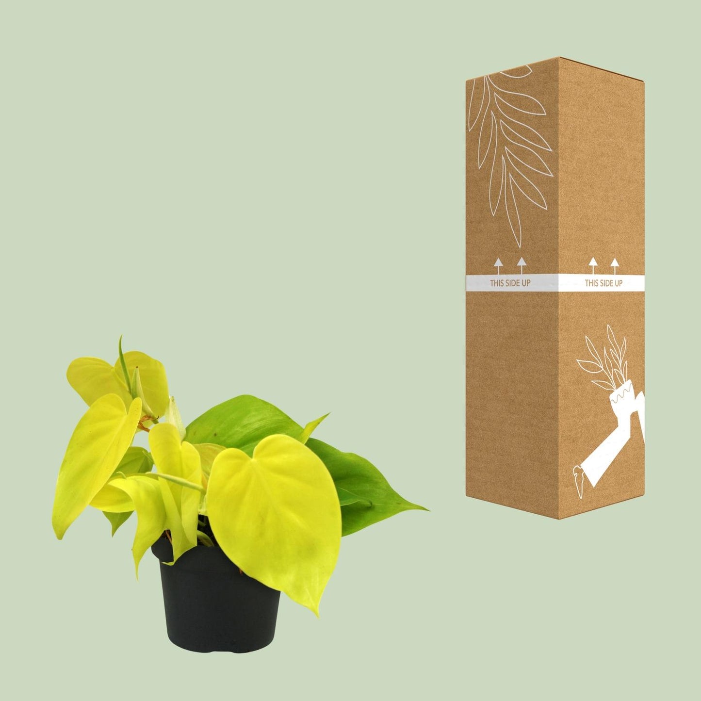 Philodendron – Philodendron 'Lime' – ↑20 cm – Ø12 cm