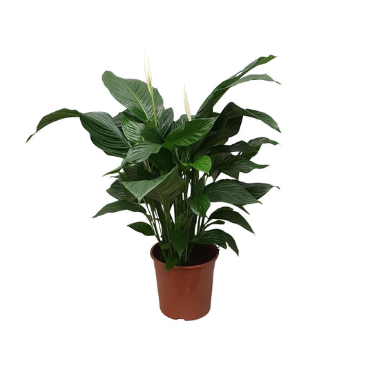 Spathiphyllum Sweet Silvana - Ø24cm - ↕80cm - Plantabulous