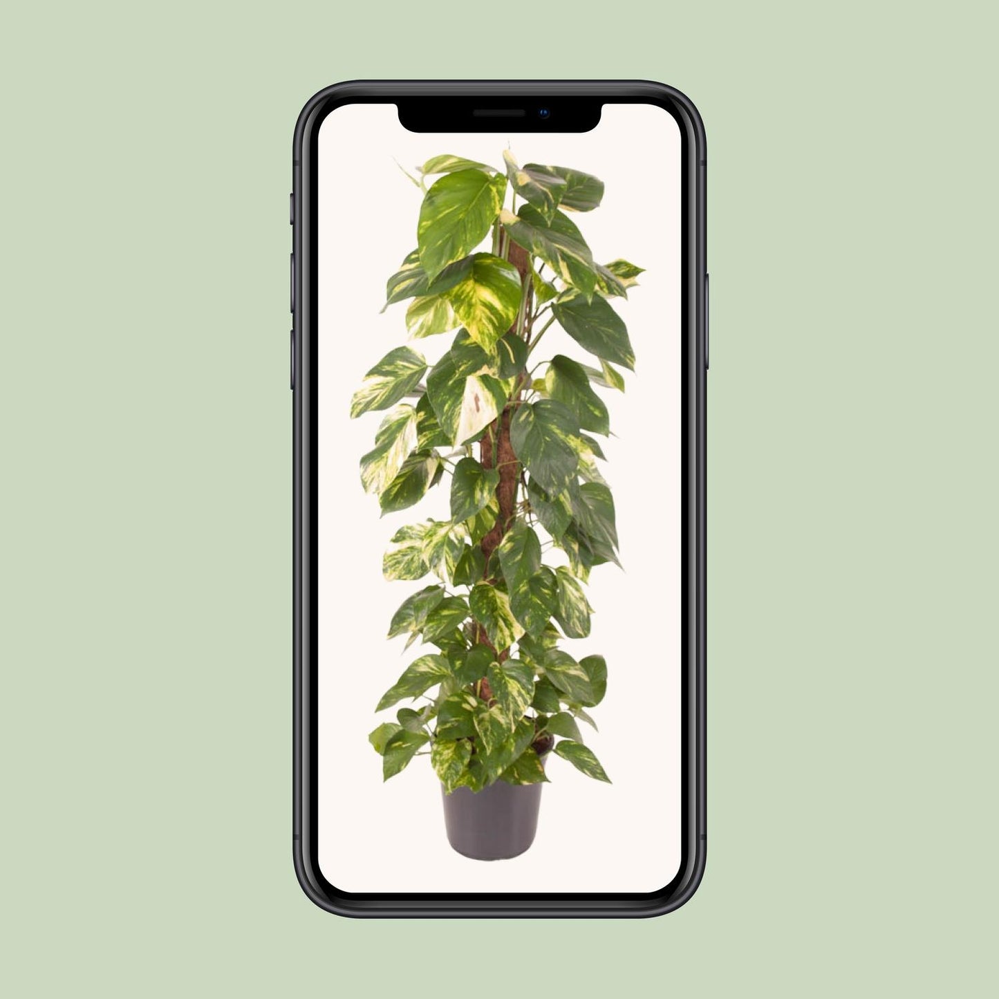 Efeutute – Epipremnum 'Pinnatum' – ↑120 cm – Ø24 cm