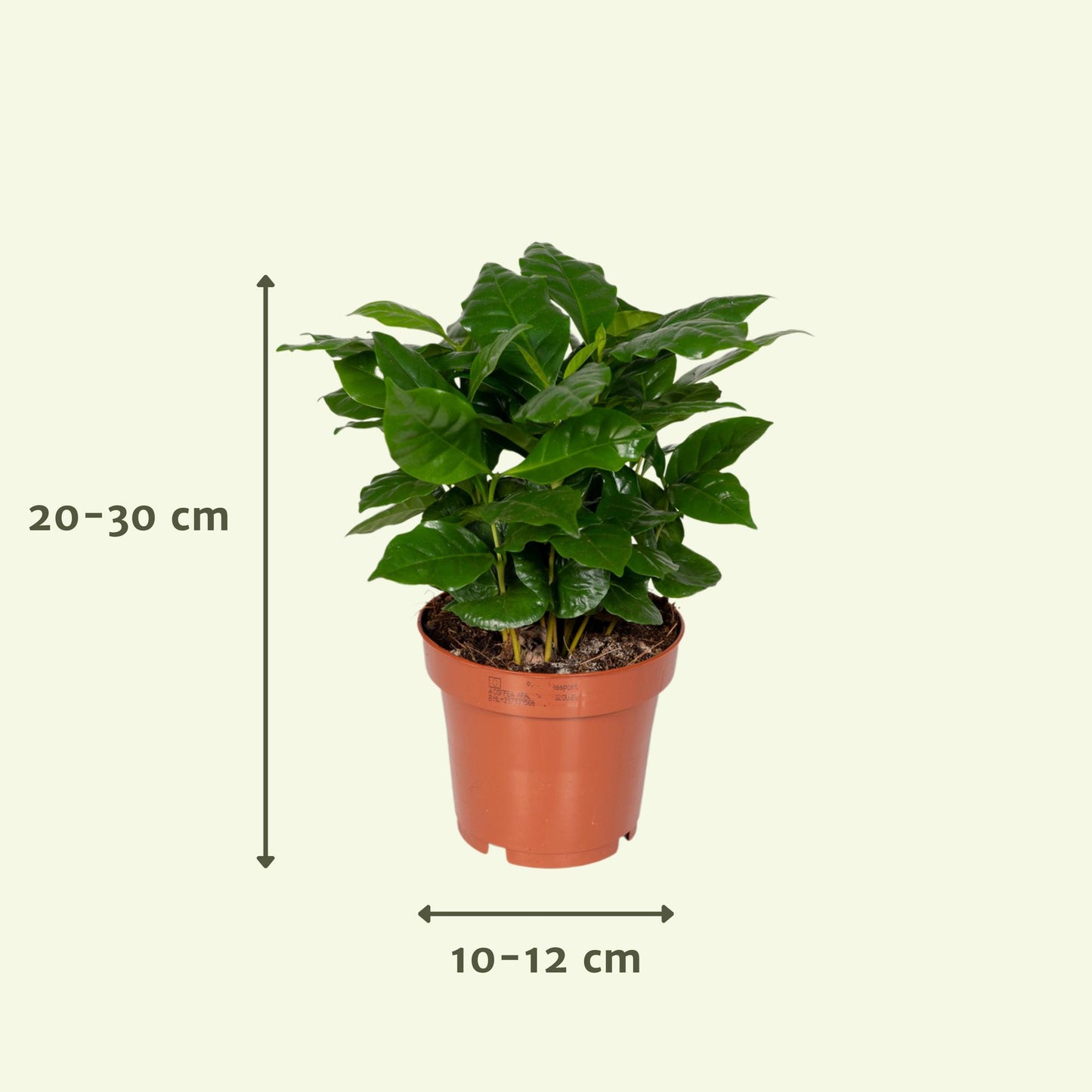 Überraschungsbox - 8 Pflanzen - ↑25cm - Ø12cm