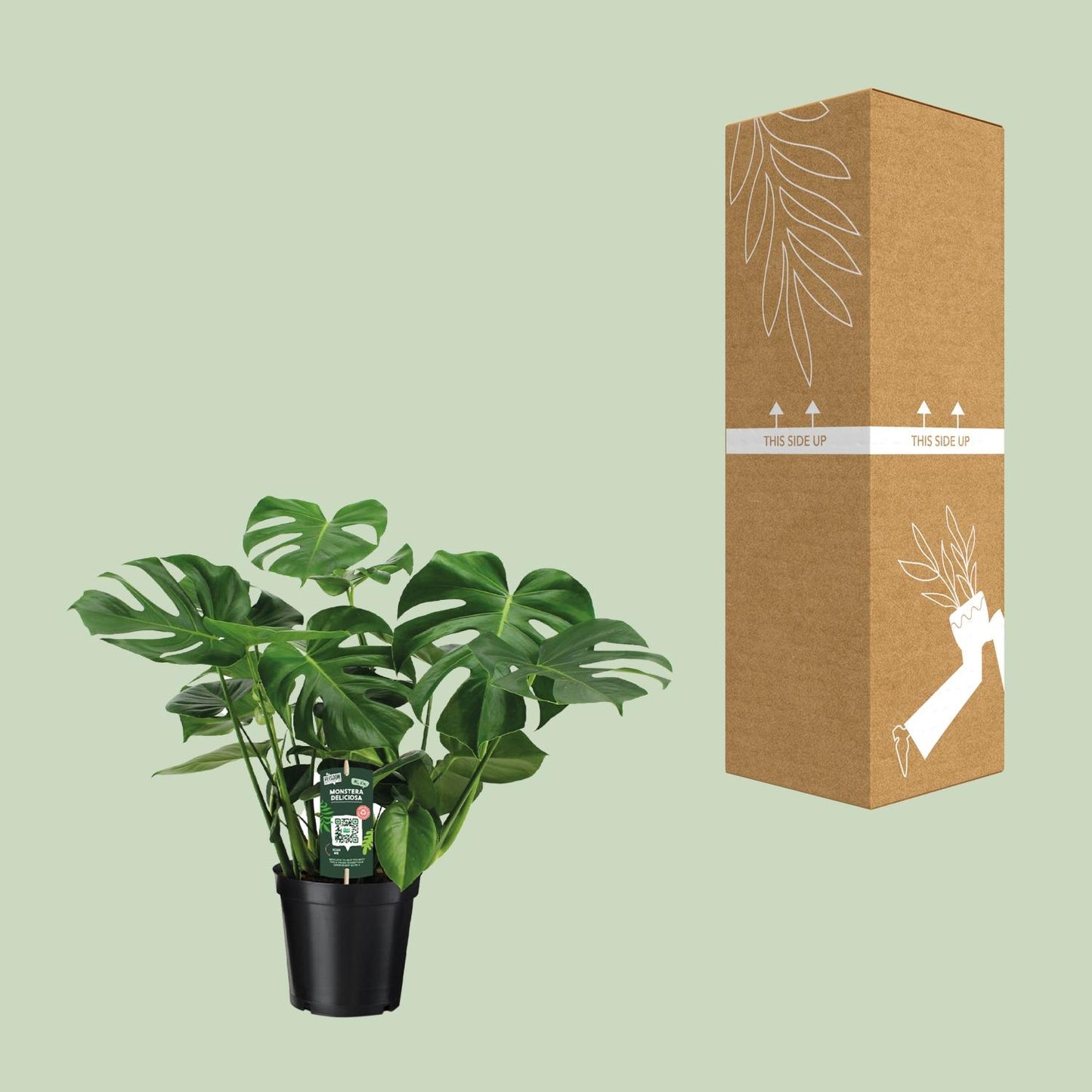Fensterblatt – Monstera deliciosa – 65 cm – Ø21 cm - Plantabulous
