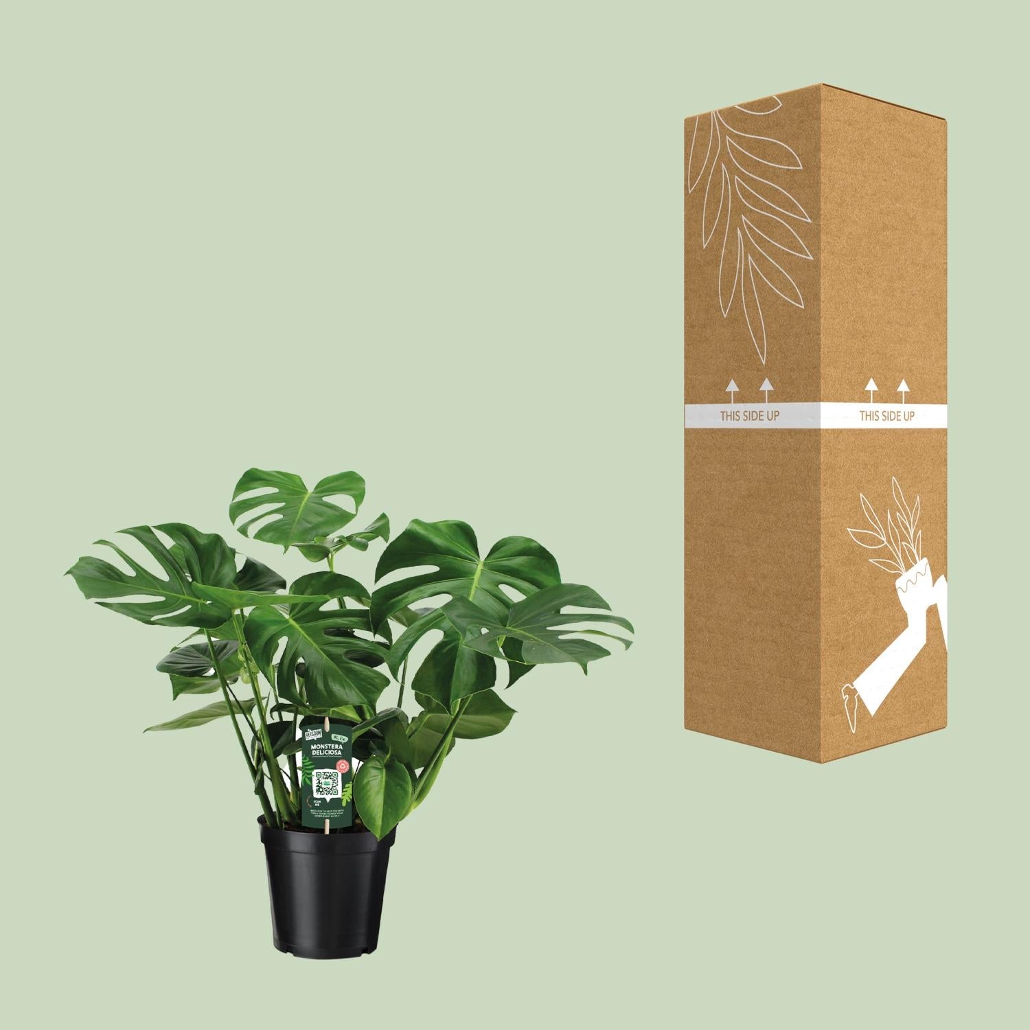 Fensterblatt – Monstera deliciosa – 65 cm – Ø21 cm - Plantabulous