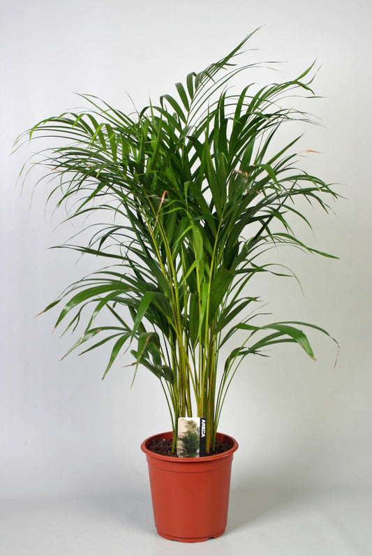 Dypsis Lutescens (Areca) - Ø21cm - ↕100cm - Plantabulous