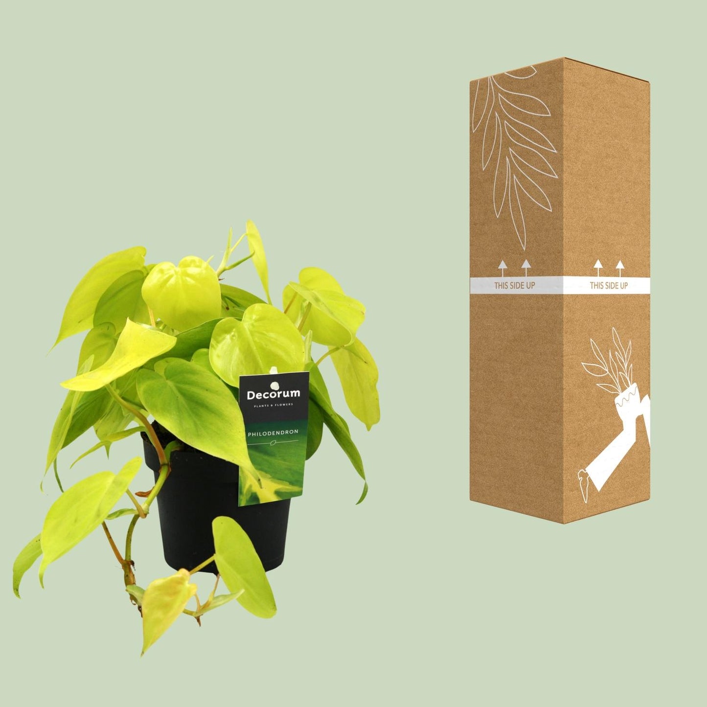 Philodendron – Philodendron 'Lime' – ↑20 cm – Ø12 cm