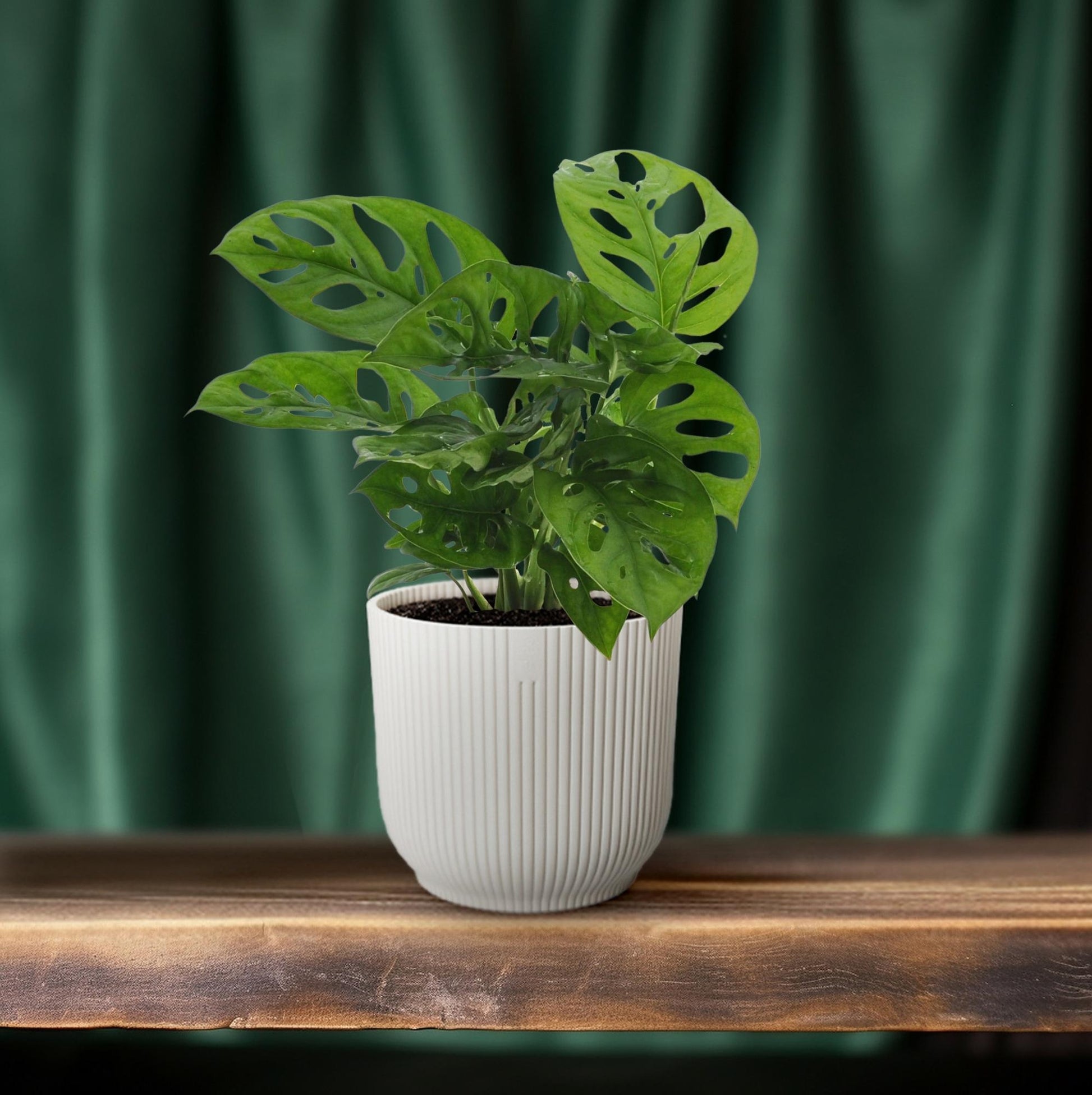 Fensterblatt – Monstera adansonii 'Monkey Leaf' – 30 cm – Ø12 cm - Plantabulous