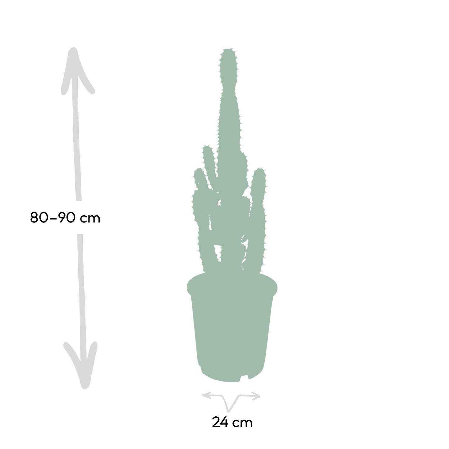Wolfsmilch – Euphorbia Acrurensis – ↑60 cm – Ø24 cm