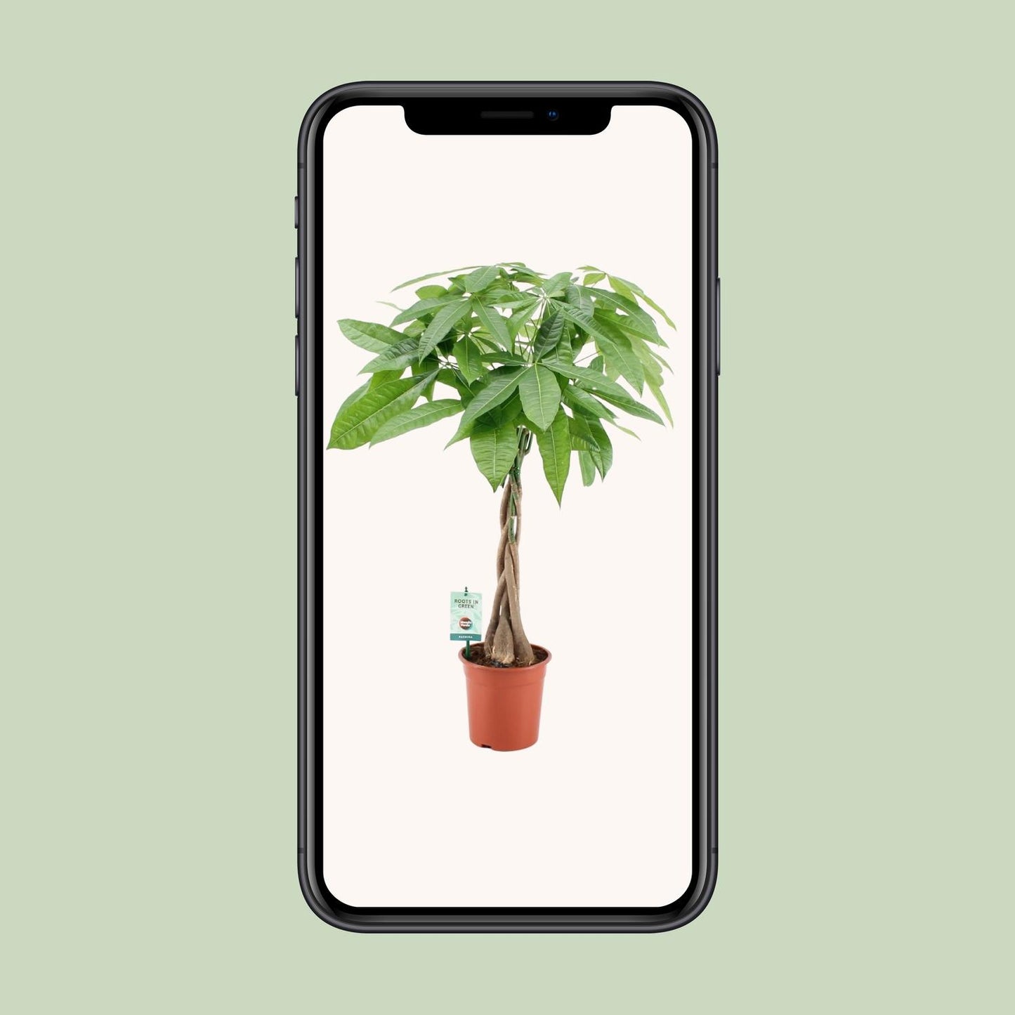 Pachira Aqautica - Ø19cm - ↕80cm - Plantabulous