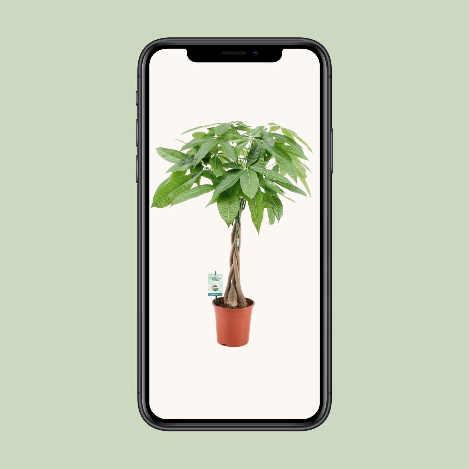 Pachira Aqautica - Ø19cm - ↕80cm - Plantabulous