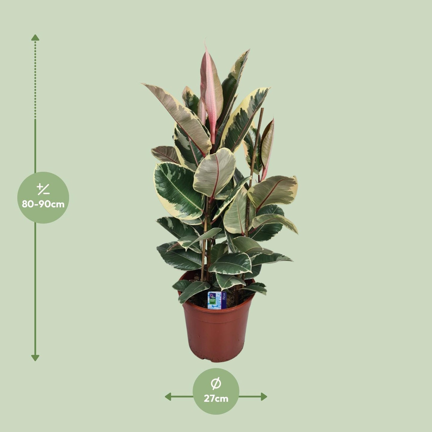Gummibaum – Ficus 'Elastica Tineke' – ↑85 cm – Ø27 cm