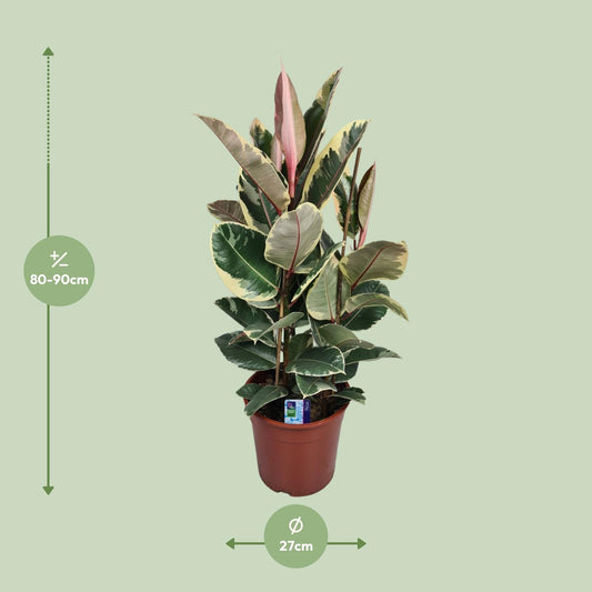 Gummibaum – Ficus 'Elastica Tineke' – ↑85 cm – Ø27 cm