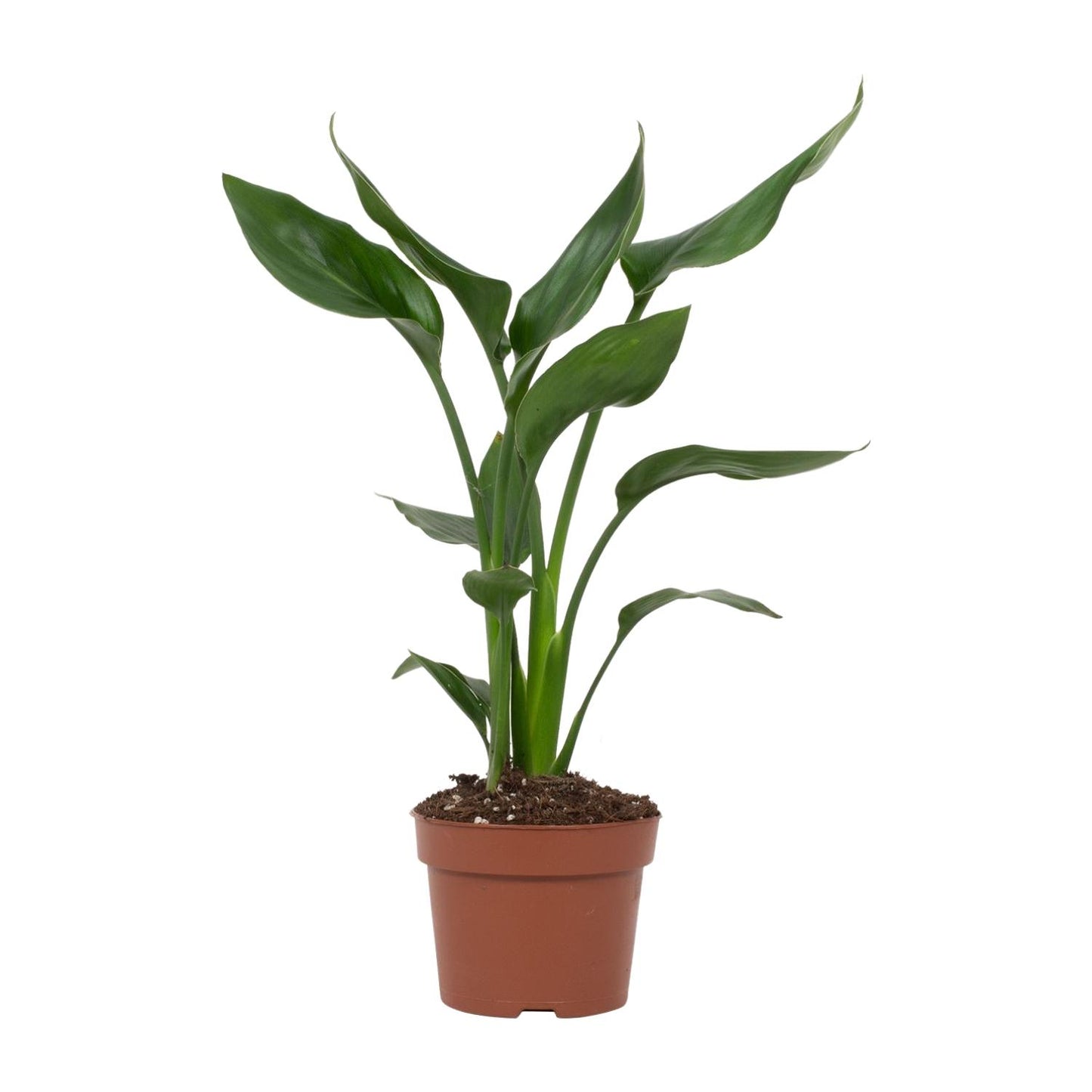 Strelitzia Reginae - Ø12cm - ↕35cm - Plantabulous