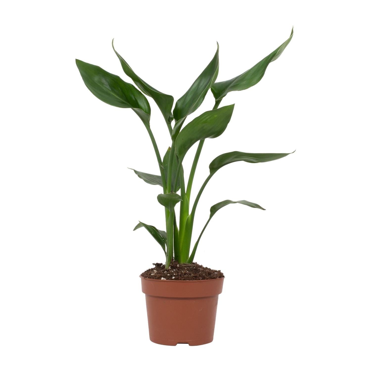 Strelitzia Reginae - Ø12cm - ↕35cm - Plantabulous