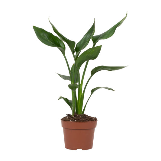 Strelitzia Reginae - Ø12cm - ↕35cm - Plantabulous