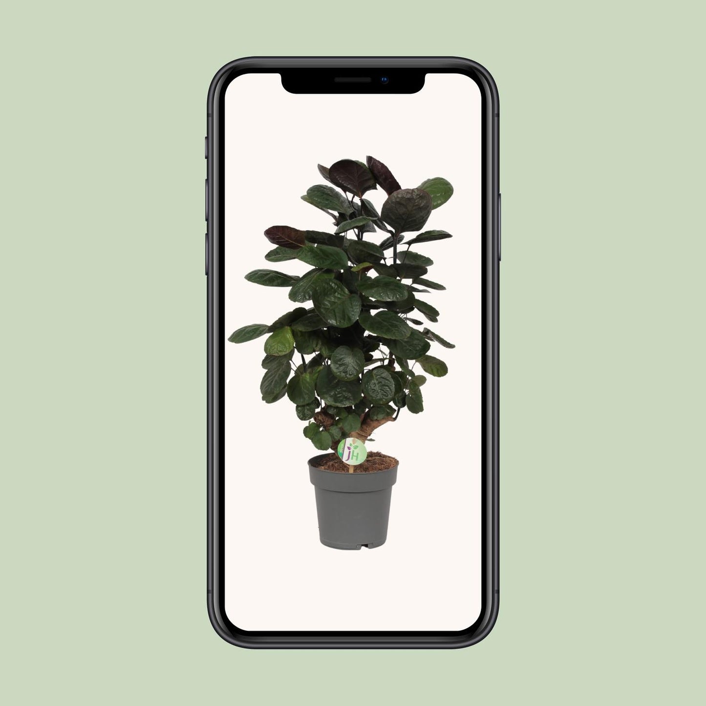 Aralienbaum – Polyscias Scutellaria 'Fabian' – ↑60 cm – Ø19 cm
