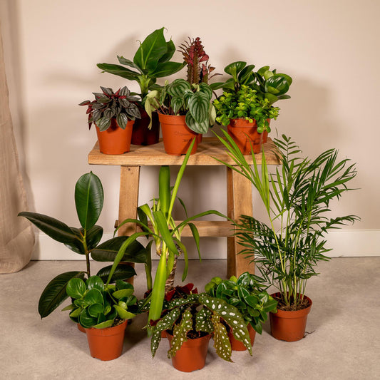 Pflanzen Set – 12 Pflanzen – Ø12 cm - Plantabulous