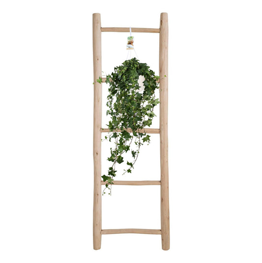 Hedera Helix Pitsburg - Hang/XXL - Ø17cm - ↕cm - Plantabulous