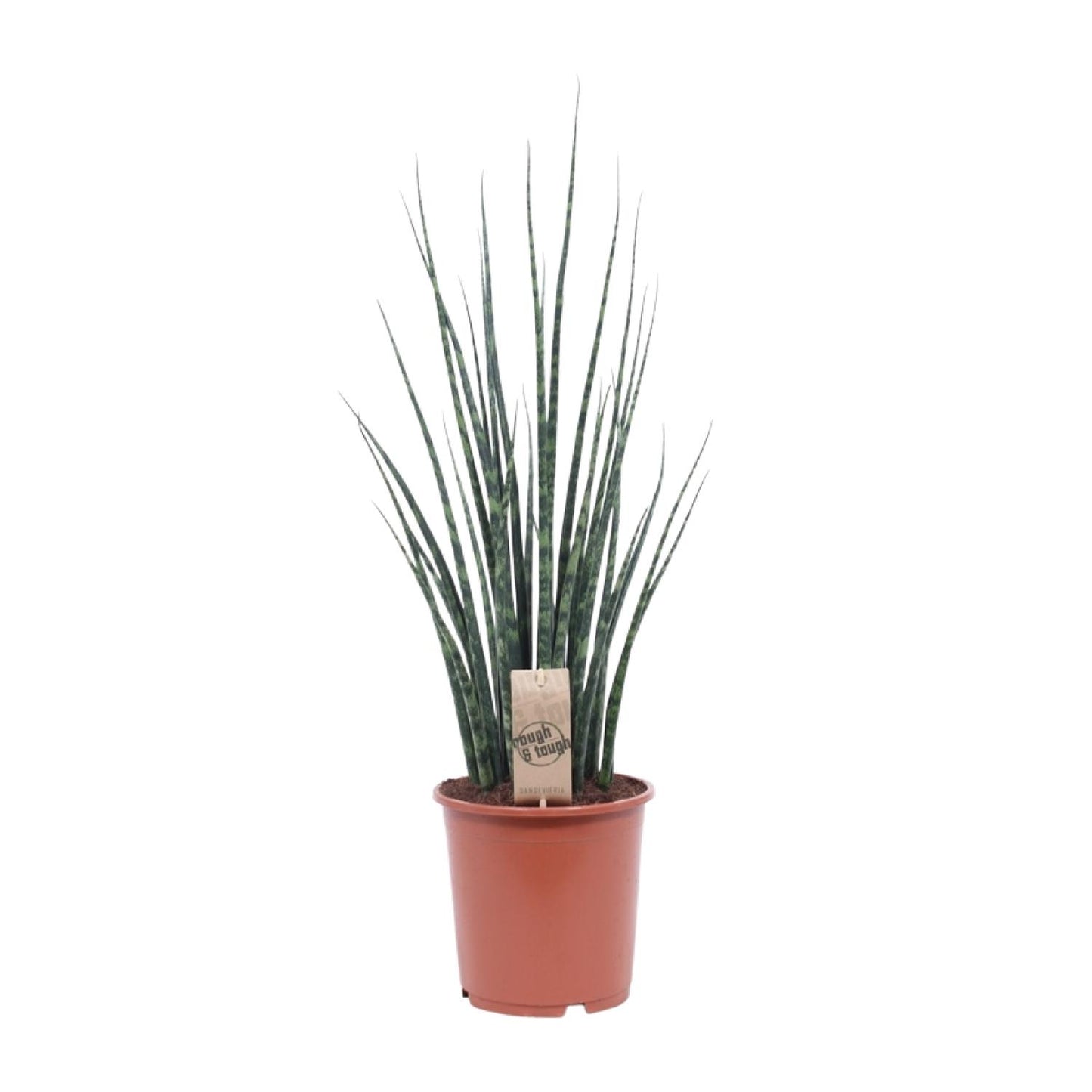 Bogenhanf – Sansevieria Fernwood 'Mikado' – ↑80 cm – Ø19 cm