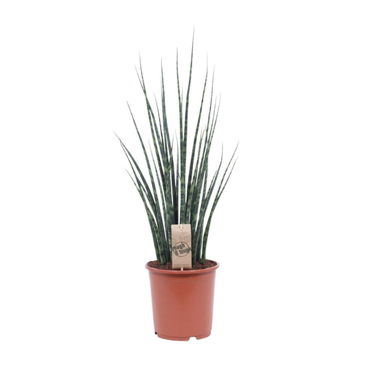 Bogenhanf – Sansevieria Fernwood 'Mikado' – ↑80 cm – Ø19 cm