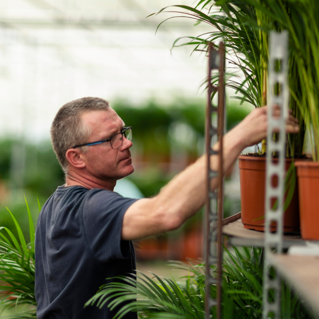 Areca Palme - Dypsis Lutescens - 110cm - Ø21cm - Plantabulous