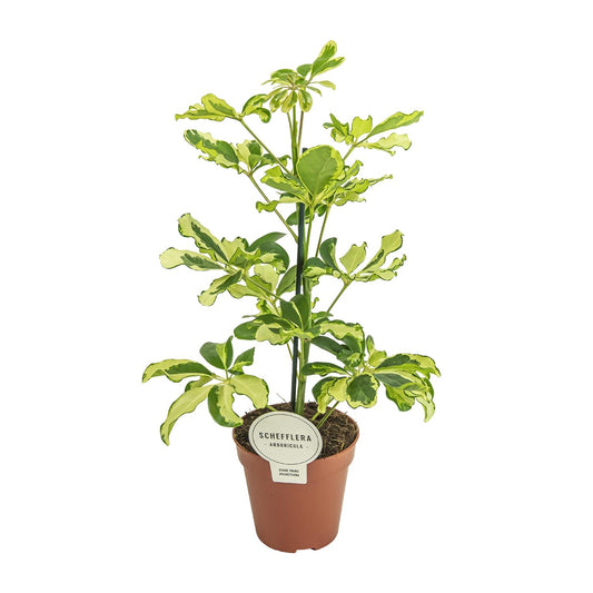Schefflera Charlotte - Ø13cm - ↕45cm - Plantabulous